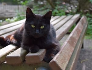 black and brown cat thumbnail