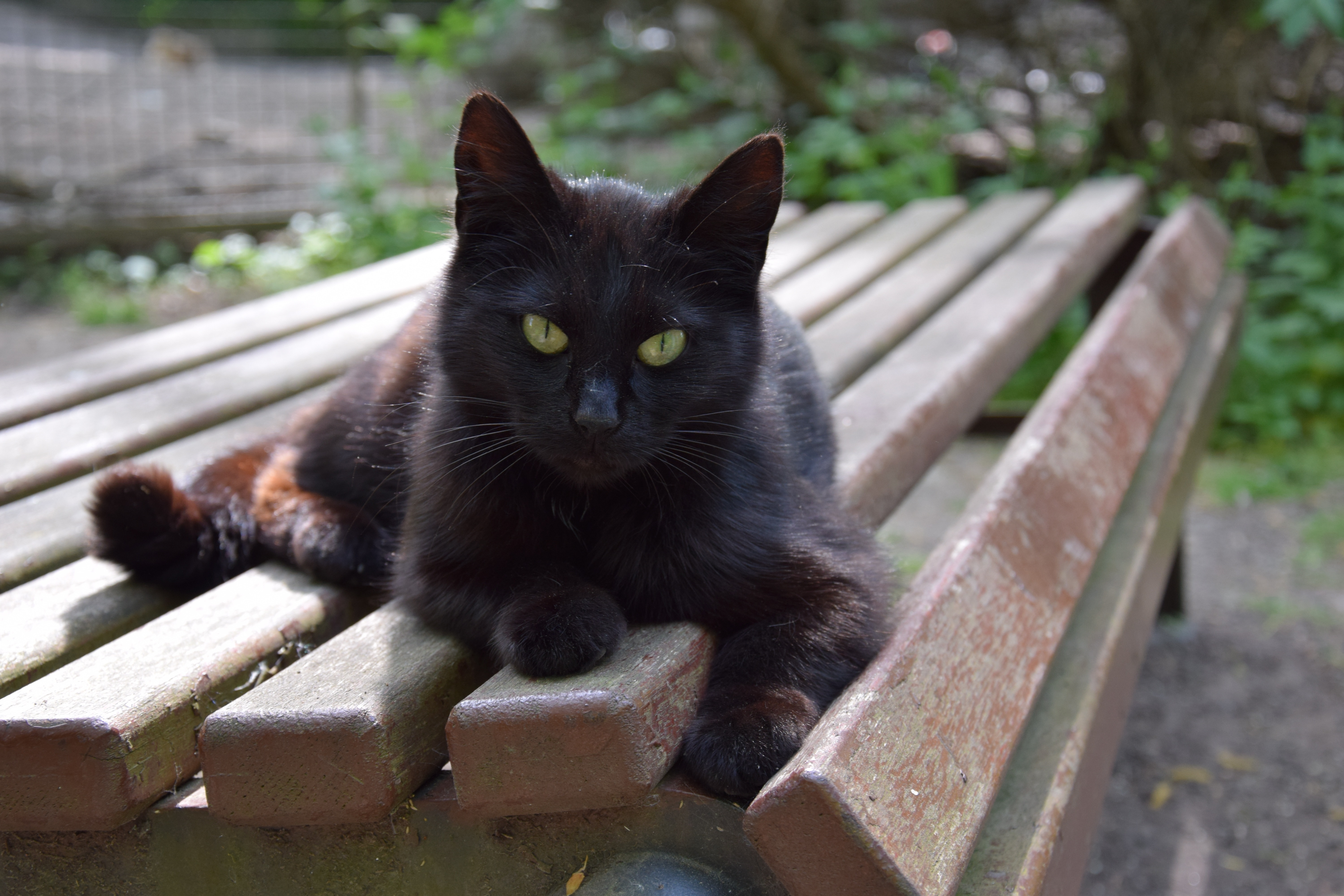 black and brown cat