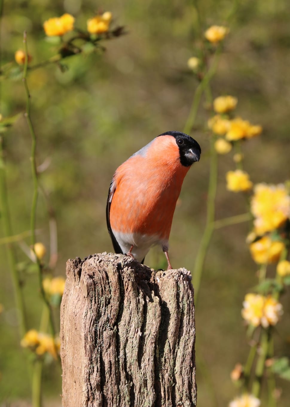 orange and black short beak bird preview