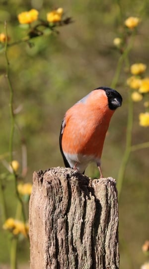 orange and black short beak bird thumbnail