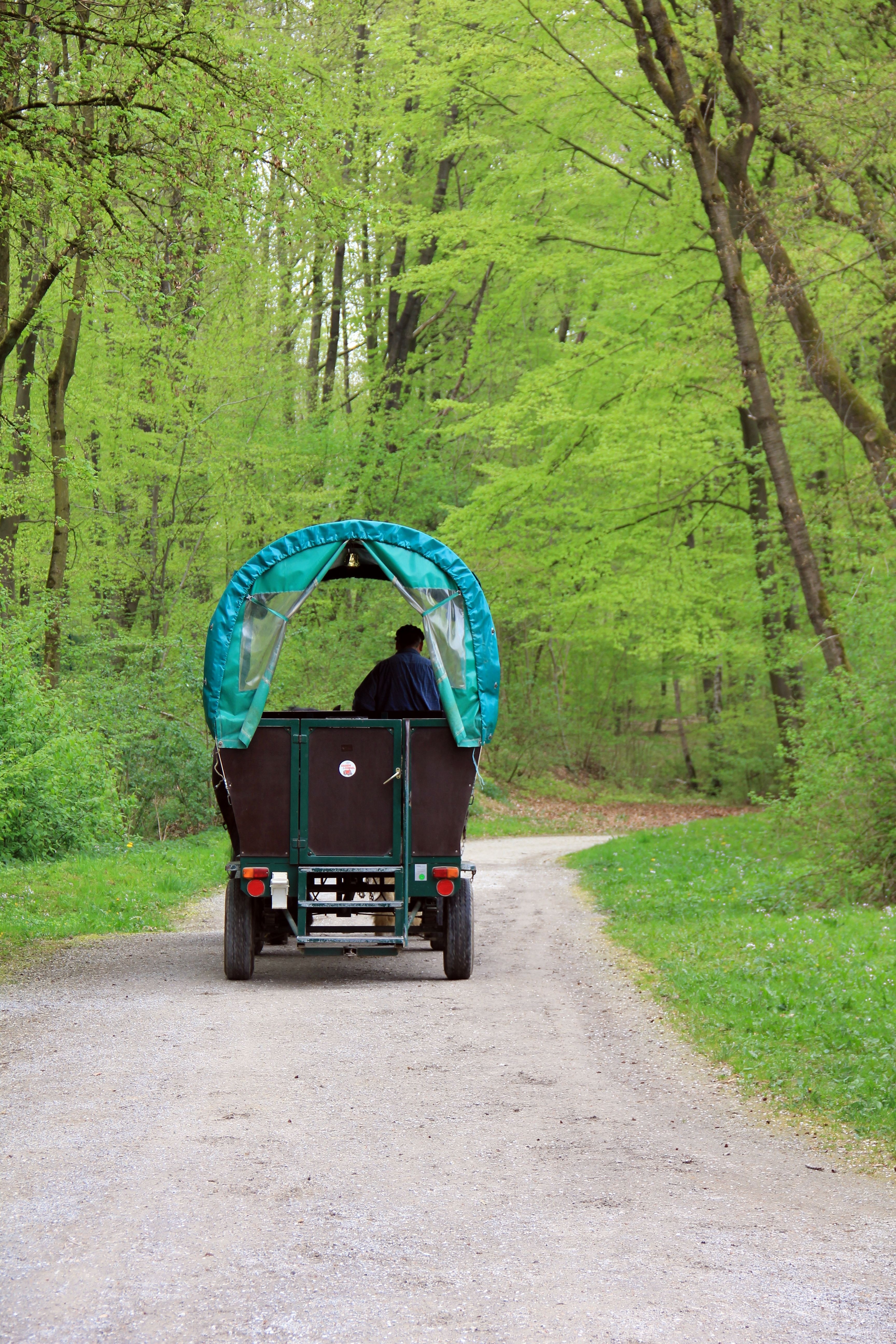 person riding brown, green and gray auto rickshaw on forest trails