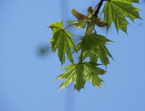 green maple leaf macro photography thumbnail
