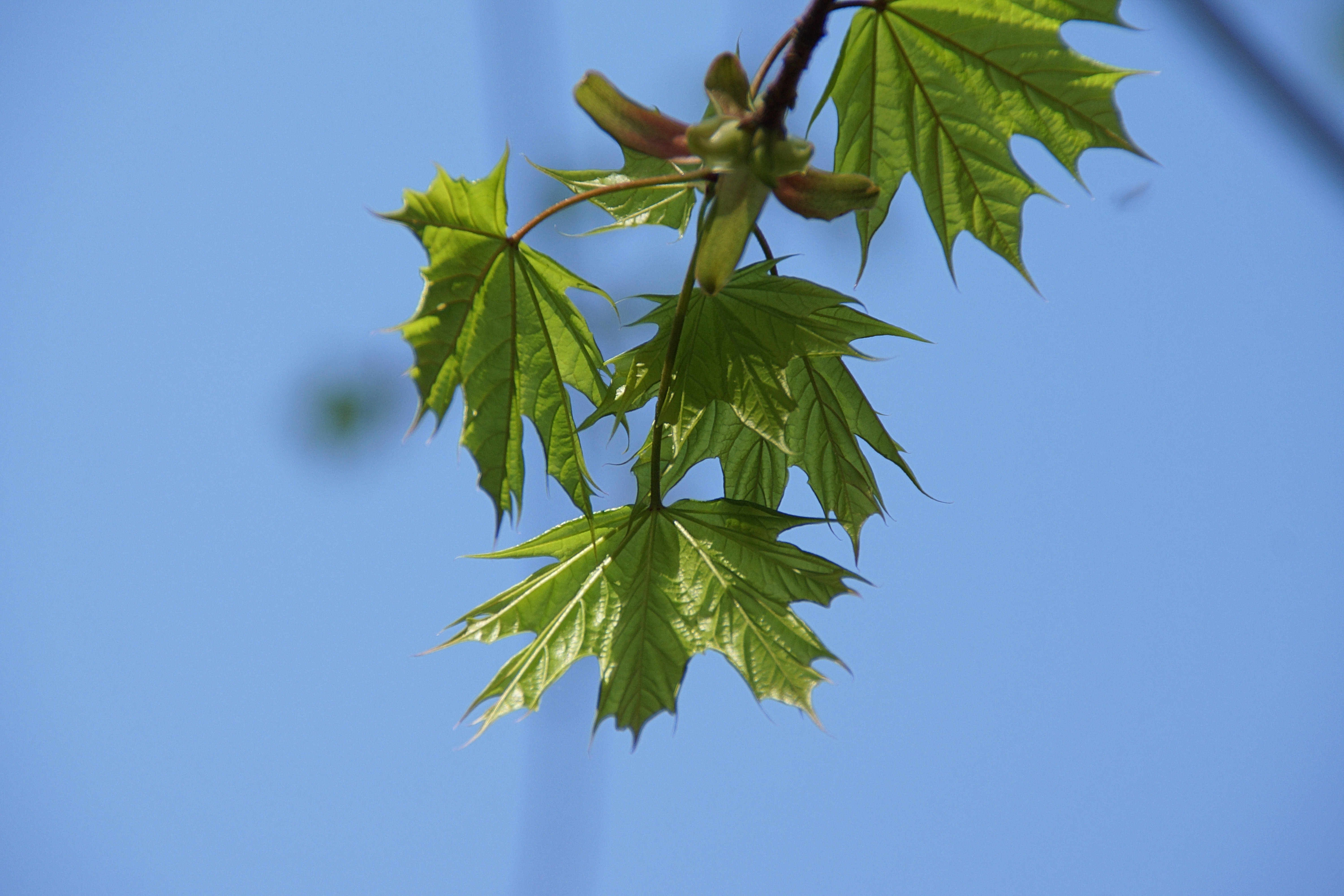 green maple leaf macro photography
