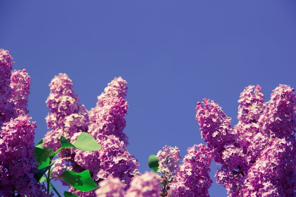 pink lilac preview