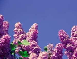 pink lilac thumbnail