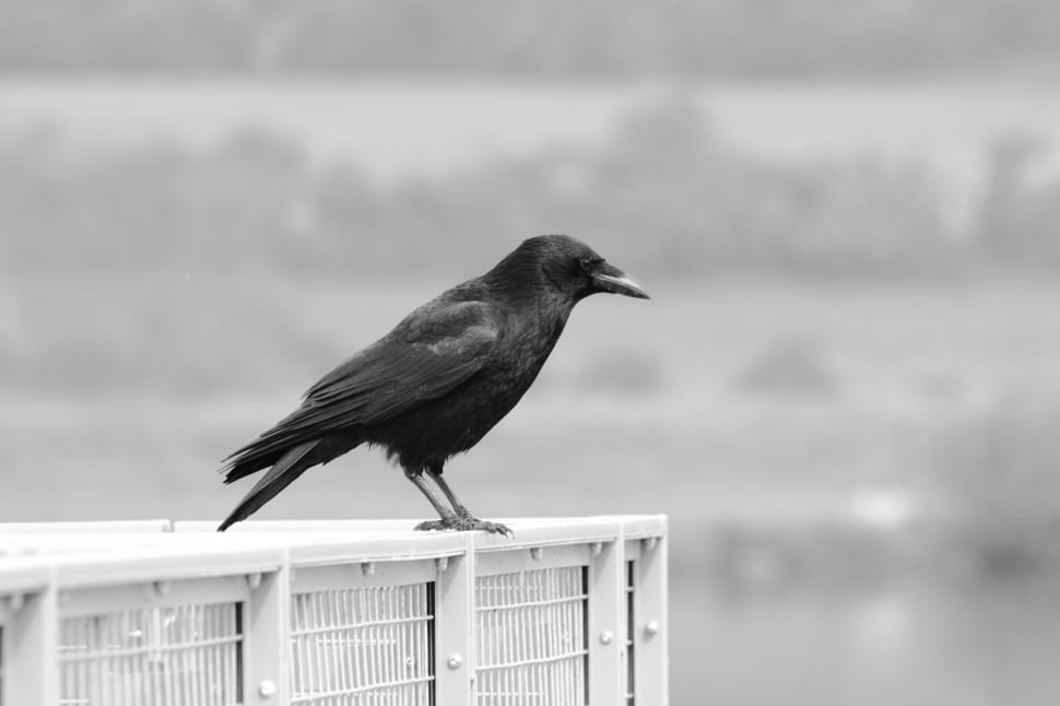 crow perched on white metal fence preview