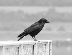 crow perched on white metal fence thumbnail