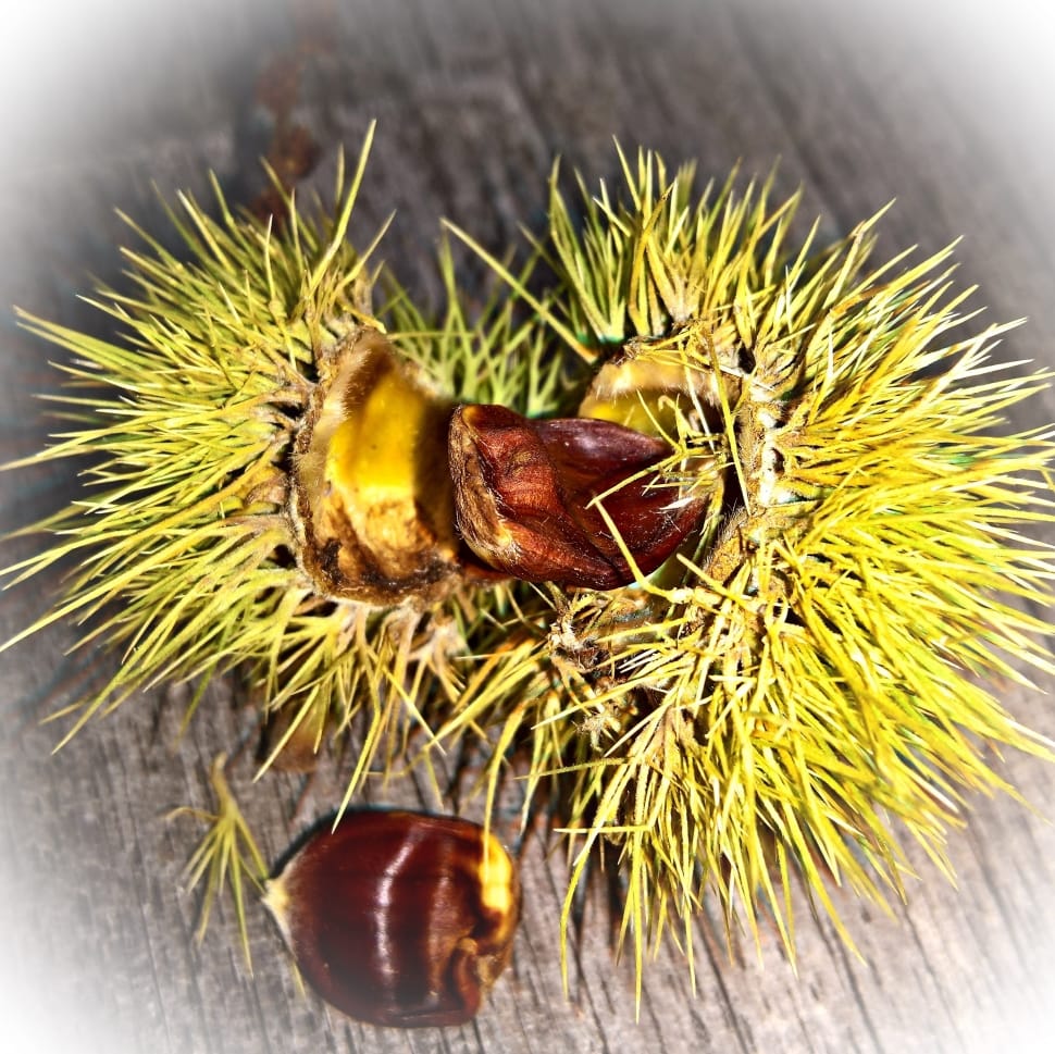 green spiky round fruit preview