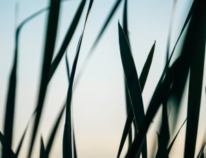 silhouette of grass during daytime thumbnail