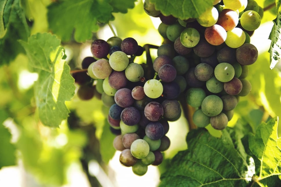 green and purple bunch of grapes preview