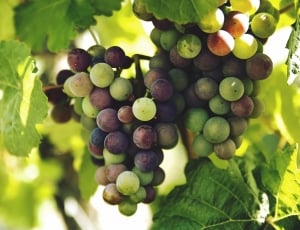 green and purple bunch of grapes thumbnail