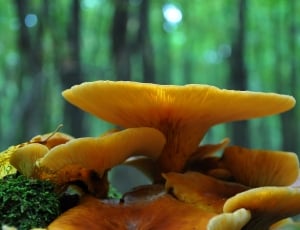 Forest, Mushroom, Autumn, freshness, close-up thumbnail