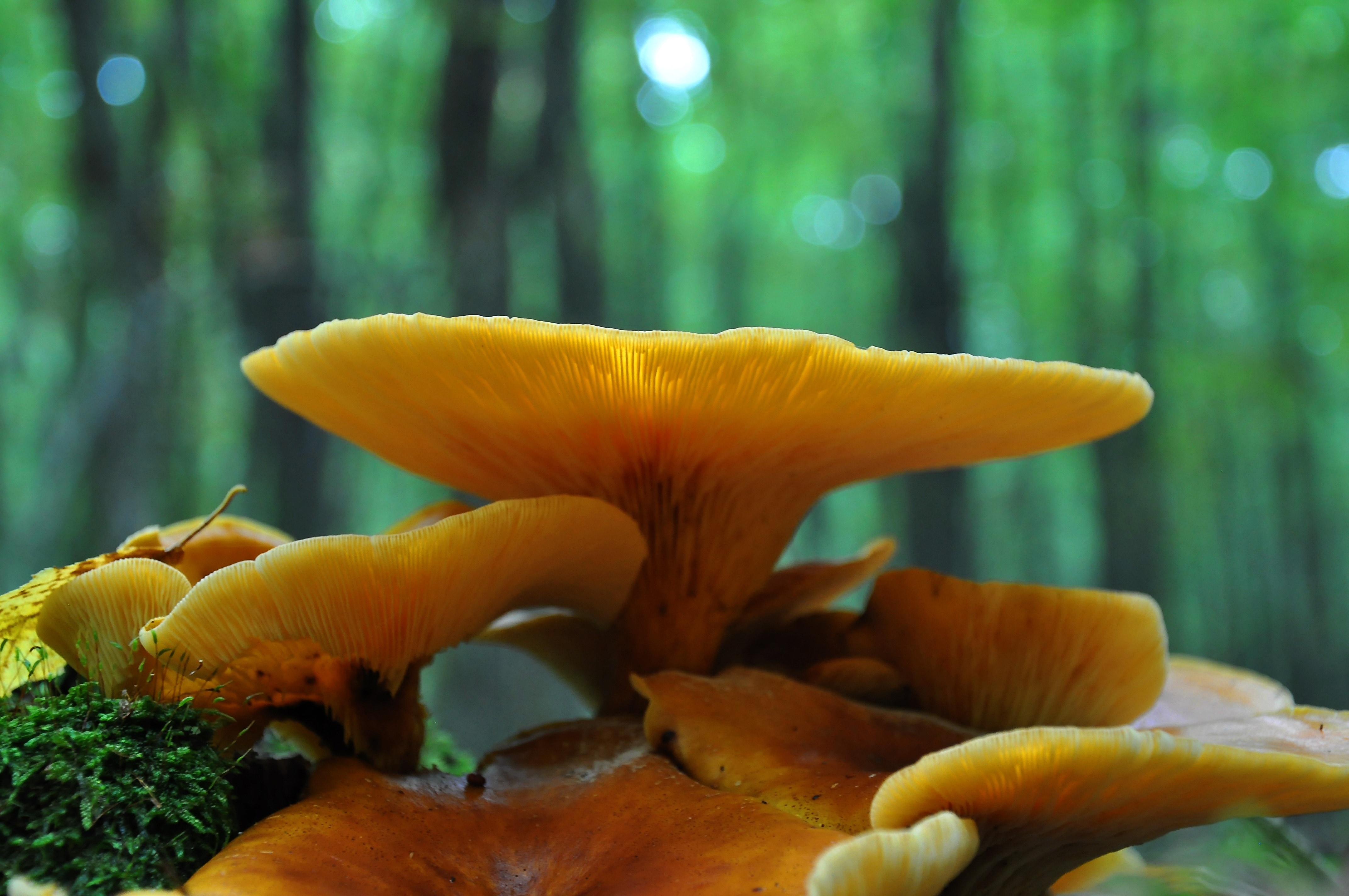 Forest, Mushroom, Autumn, freshness, close-up