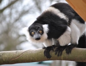 white and black medium coated animal in tree branch thumbnail