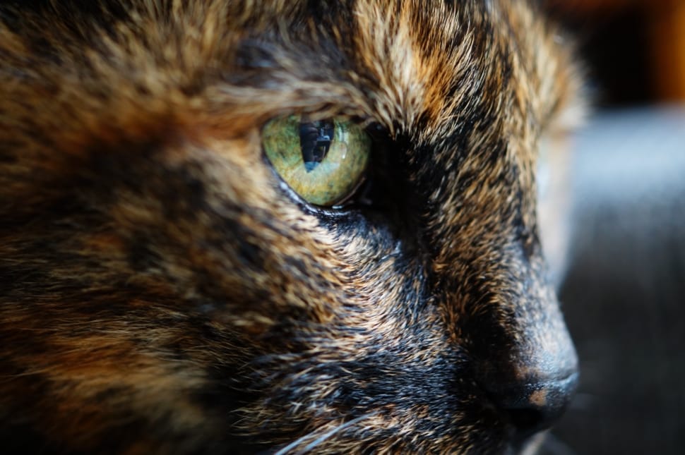 tortoise shell cat preview