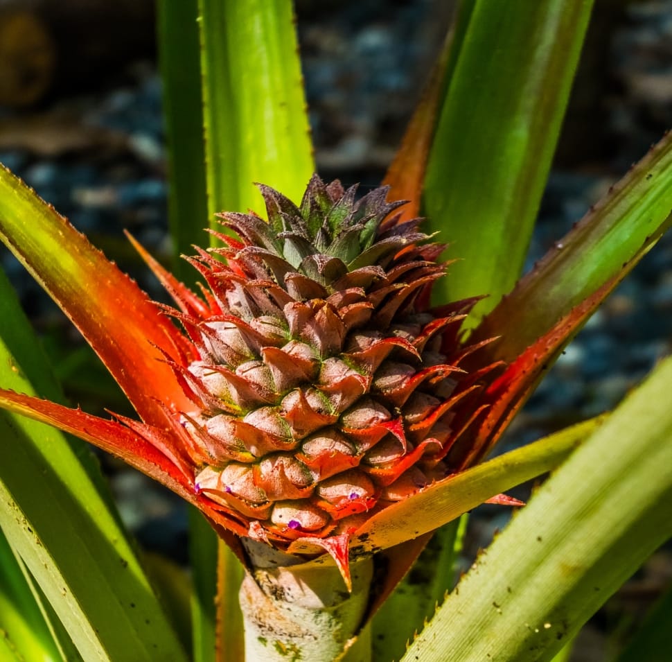 close up photo of pineapple plant preview