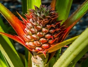 close up photo of pineapple plant thumbnail