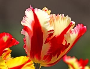 Tulips thumbnail