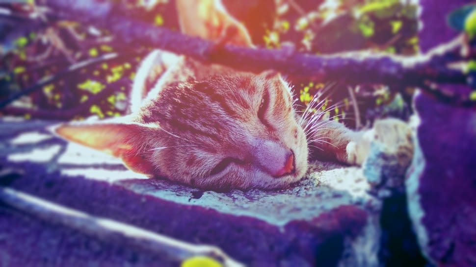 brown short fur cat sleeping near grass preview