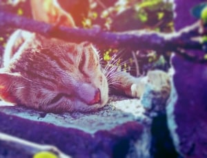 brown short fur cat sleeping near grass thumbnail
