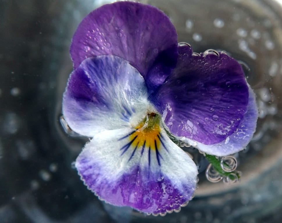 purple pansy preview