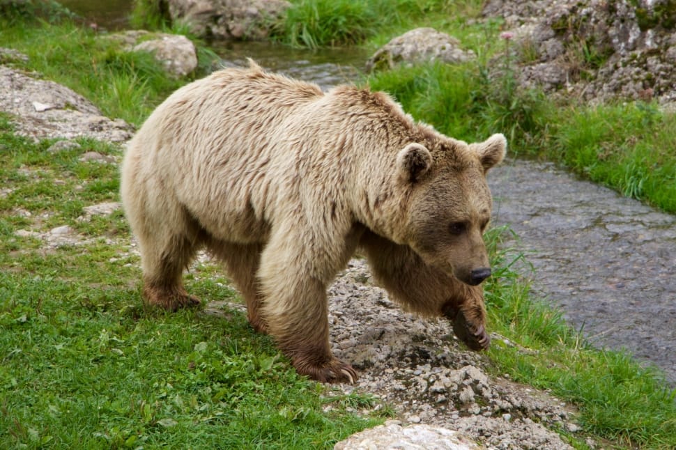photo of beige bear near river preview