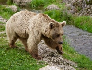 photo of beige bear near river thumbnail