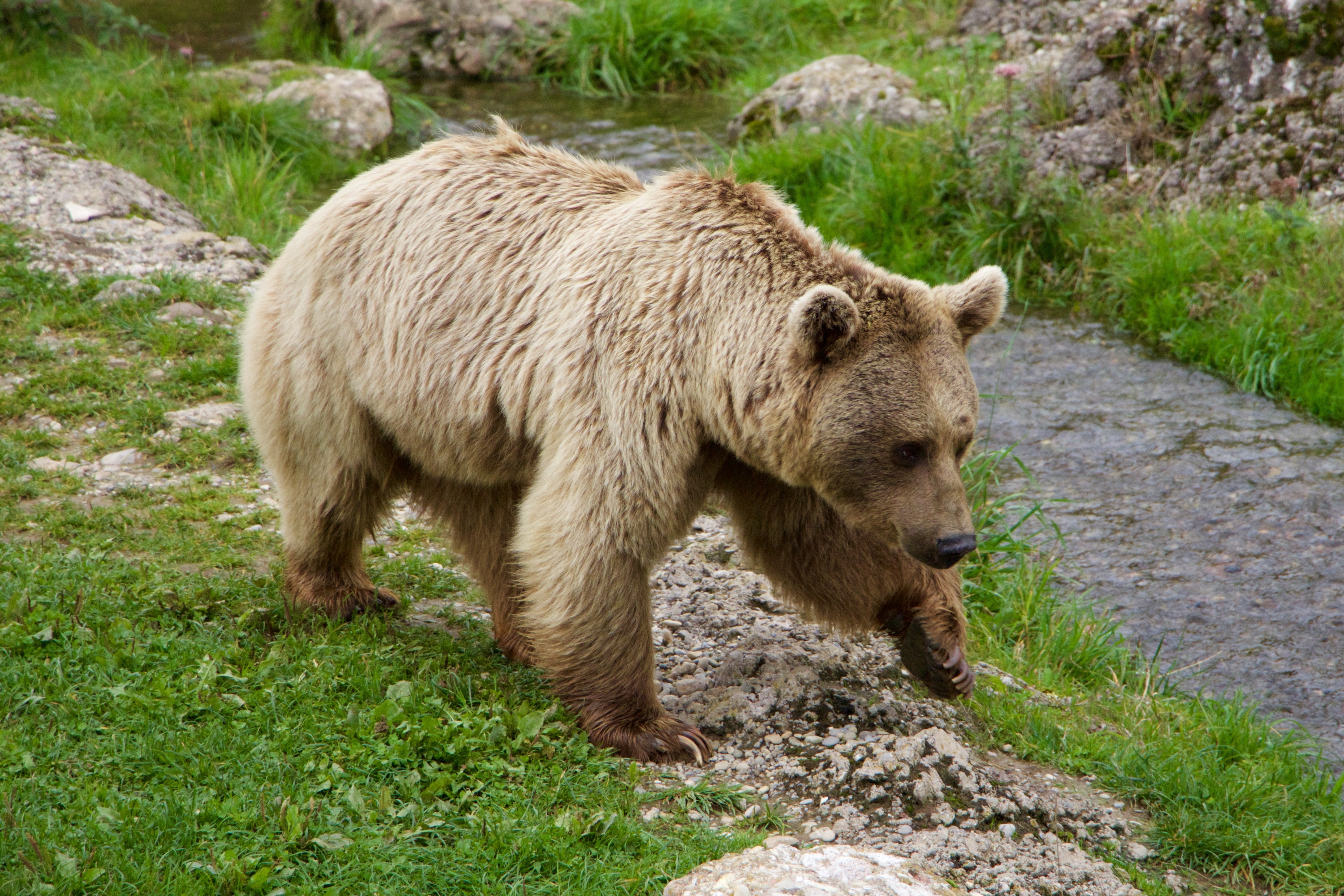 photo of beige bear near river