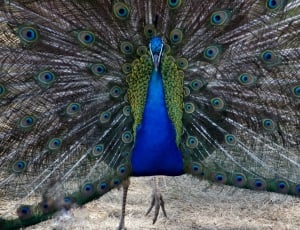 Peacock, Male, Blue, Peacock Feather, peacock, peacock feather thumbnail
