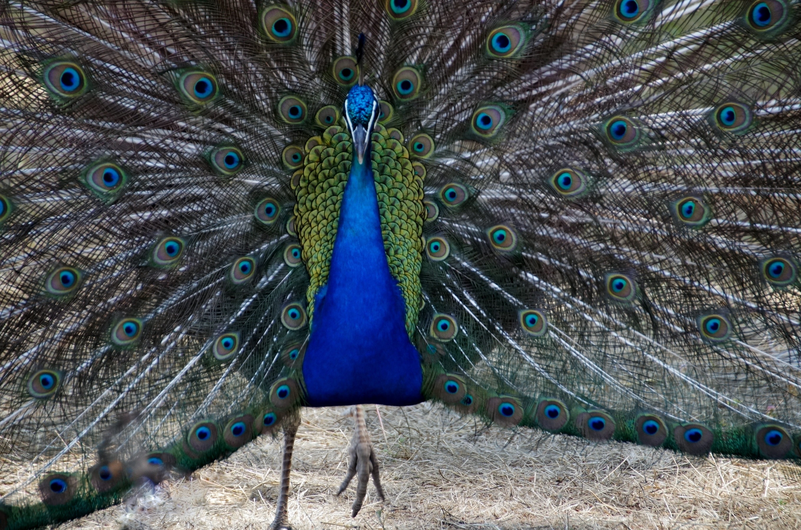 Peacock, Male, Blue, Peacock Feather, peacock, peacock feather