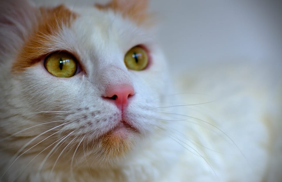 white and brown cat preview