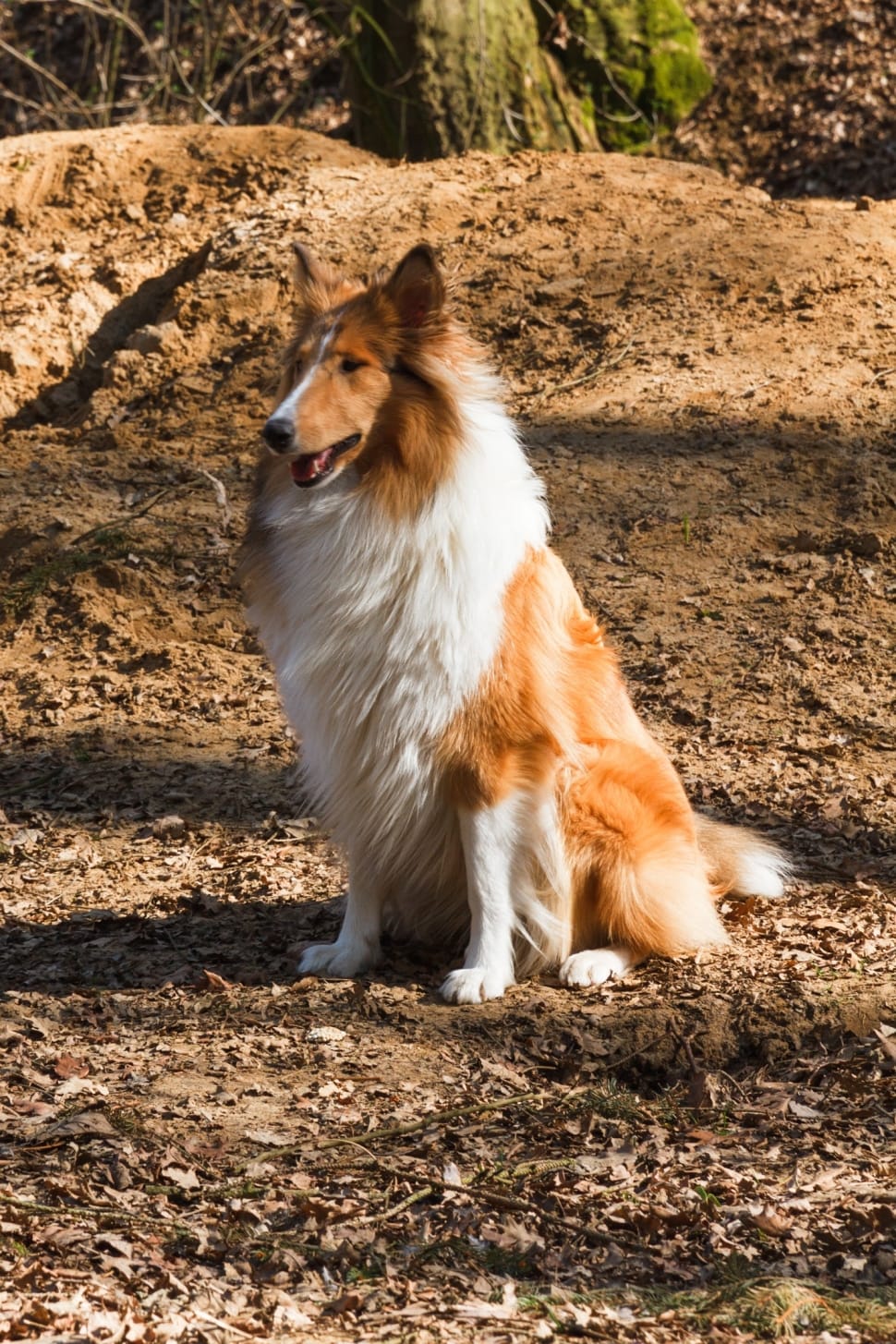 tan and white rough collie preview