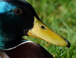 selective focus photography of mallard duck thumbnail