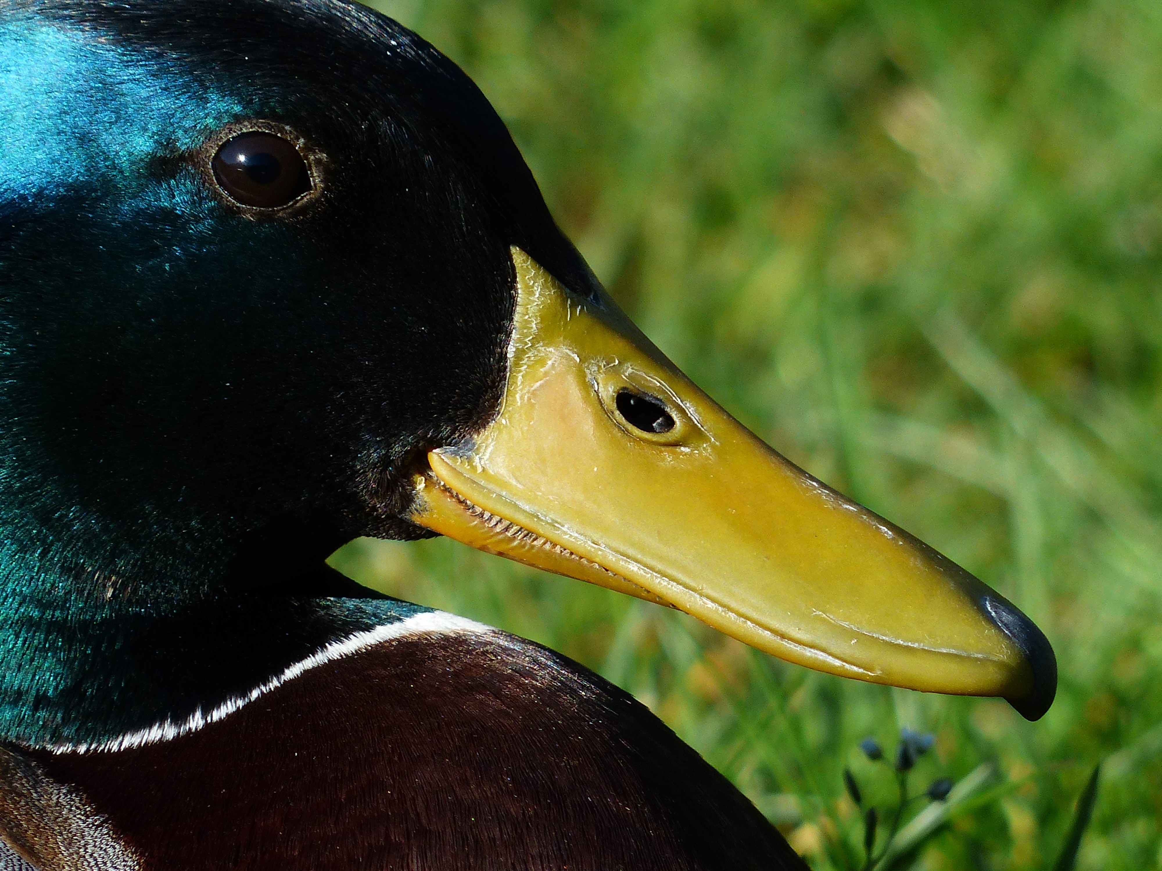 selective focus photography of mallard duck