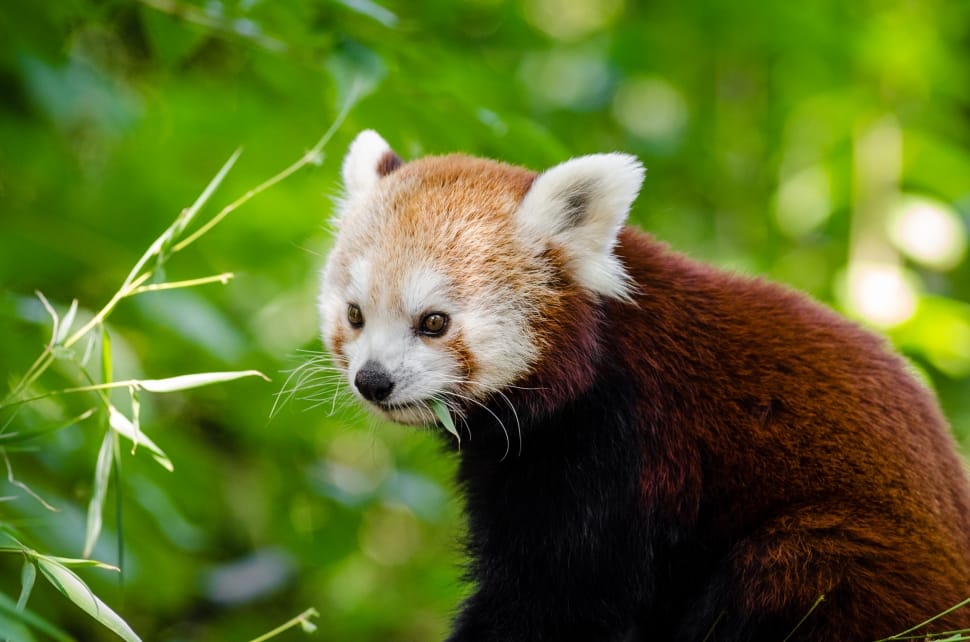 Red Panda preview