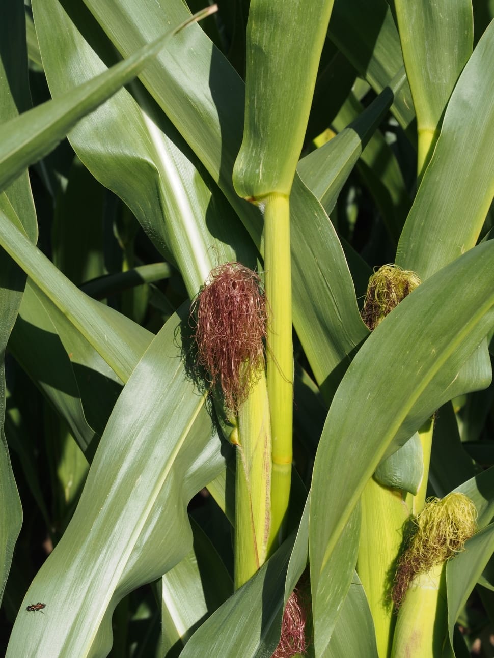green corn plant preview