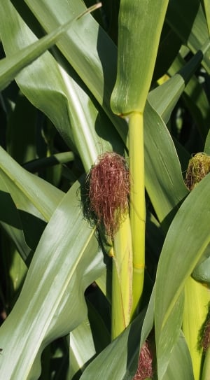 green corn plant thumbnail