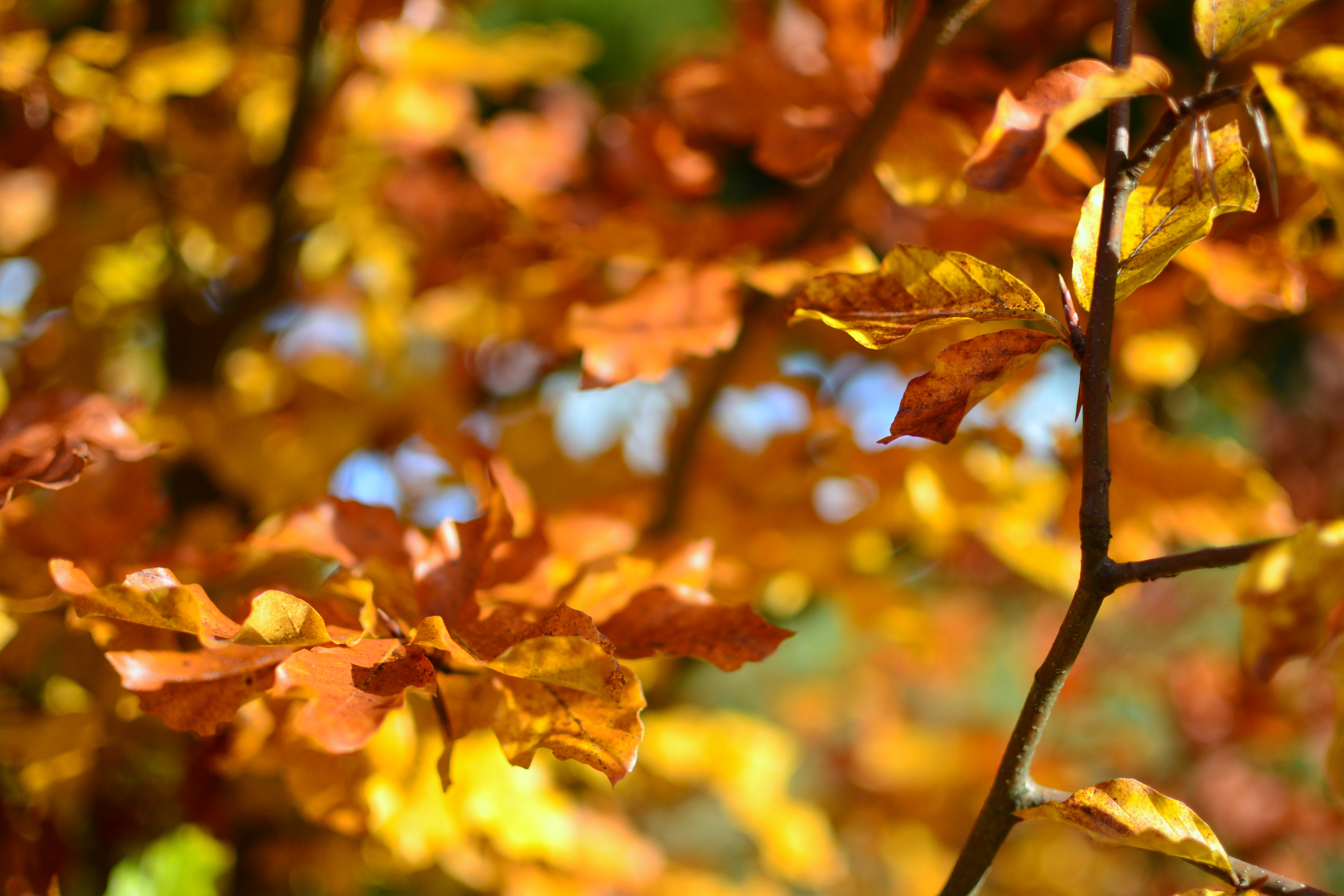 brown leaf tree
