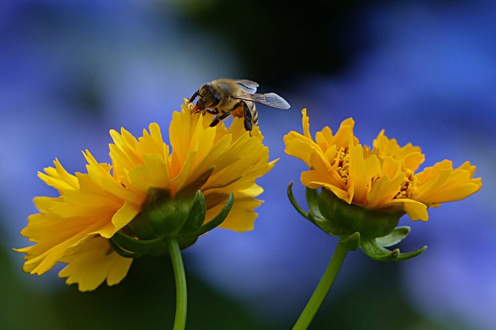 bumble bee on yellow petaled flower preview