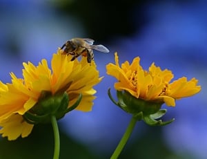 bumble bee on yellow petaled flower thumbnail