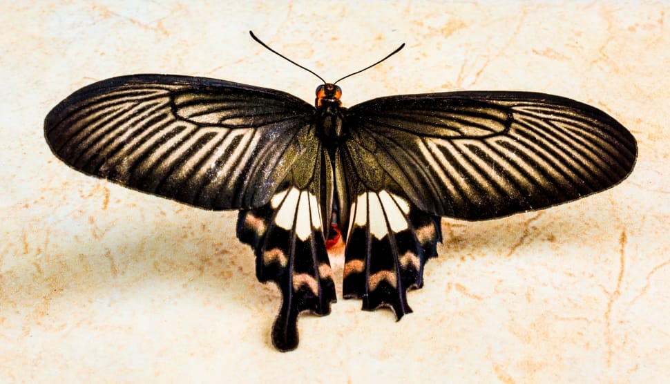 close up photo of a Papilio Lowi preview