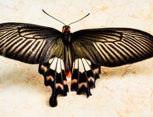 close up photo of a Papilio Lowi thumbnail