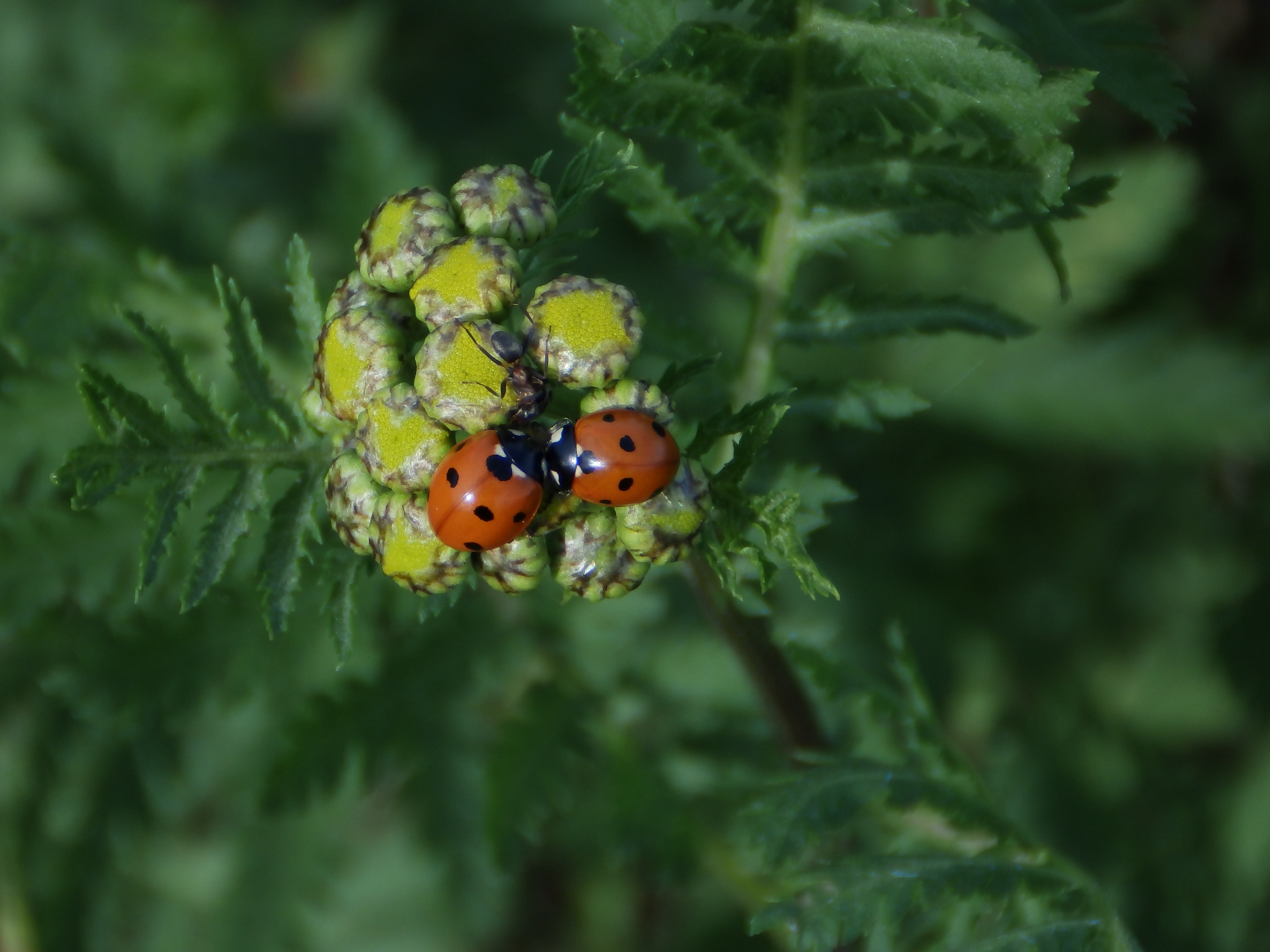 2560x1440 Wallpaper Lucky Charm Love Ladybug Nature Luck Insect