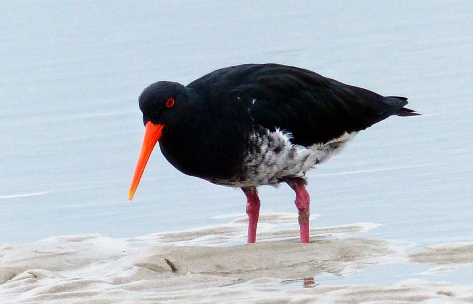 Oyster catcher preview