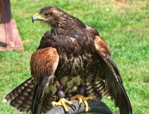 brown and black eagle thumbnail