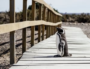 black and white penguin standing non wooden bridge during daytime thumbnail