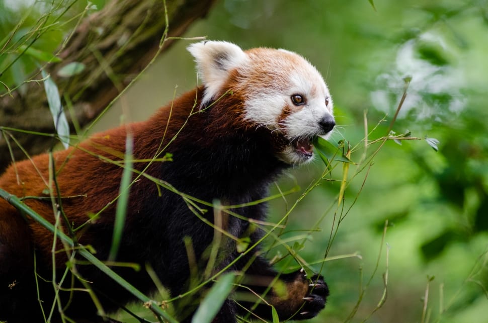 red panda on tree preview