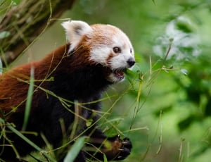 red panda on tree thumbnail