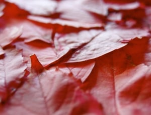 red leaf lot thumbnail