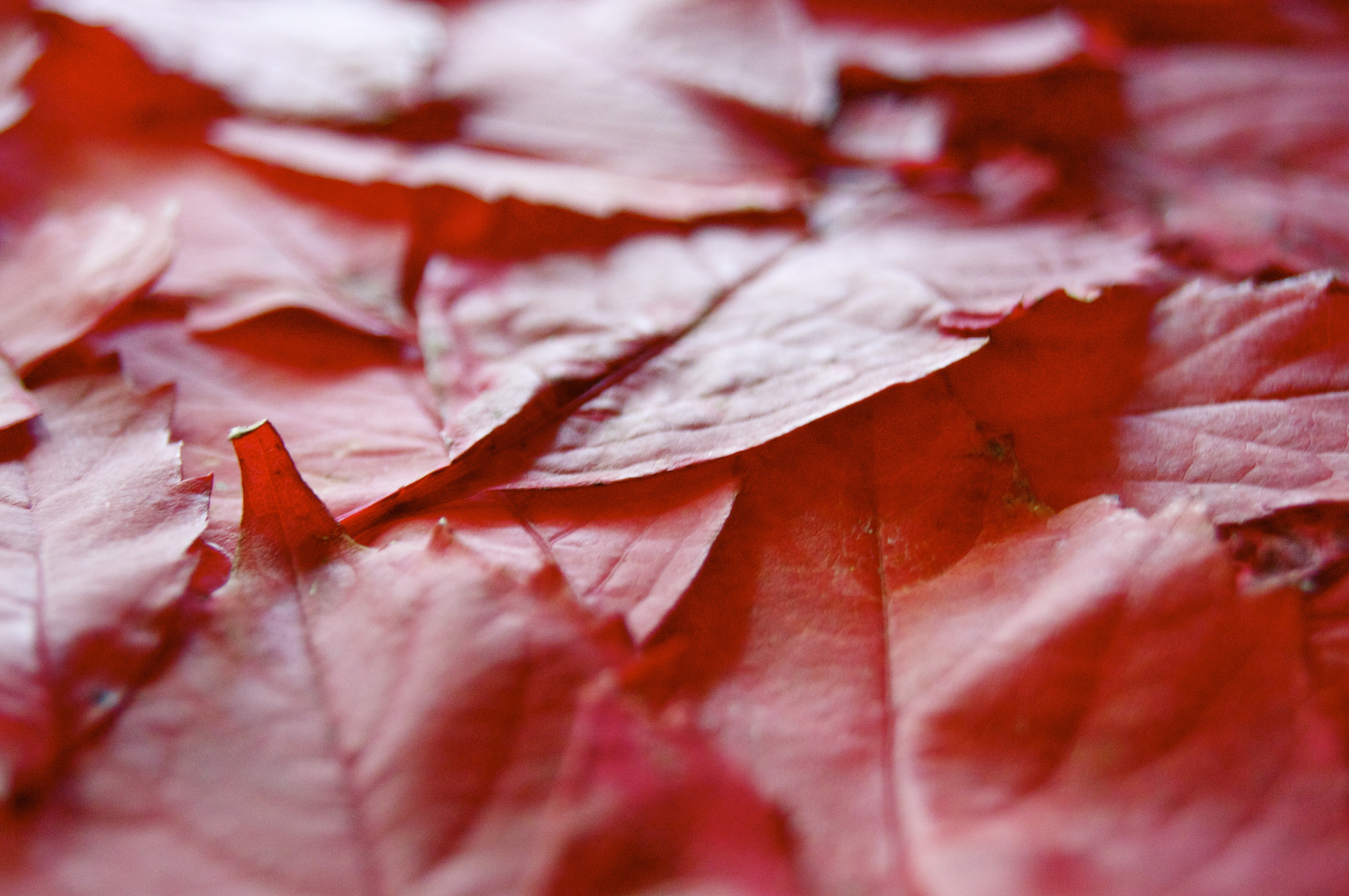 red leaf lot
